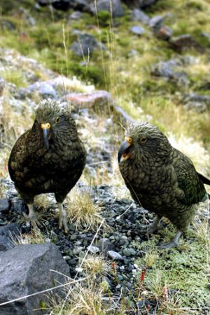 Alpine Parrots, Keas West Coast  NZ